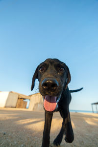 Close-up portrait of dog stick out tongue against clear sky