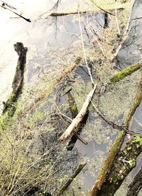 High angle view of tree trunk by lake