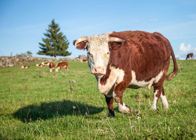 Cows on field