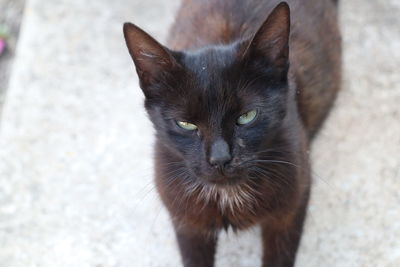 Close-up portrait of a cat