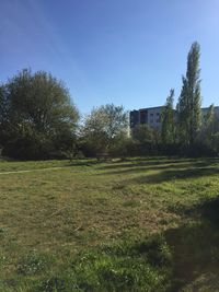 Trees against clear sky