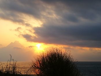 Silhouette plants against dramatic sky during sunset