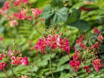 Close-up of red flowering plants