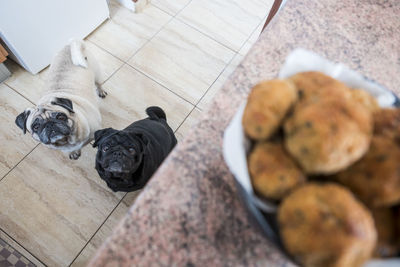 High angle view of pugs sitting on floor