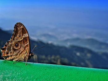 Close-up of butterfly on a mountain