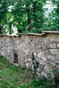 Plants growing on stone wall