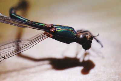 Close-up of insect