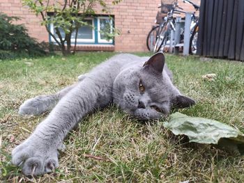 Close-up of a cat lying on field