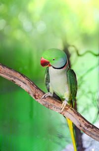 Close-up of parrot perching on tree