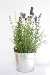 Close-up of flower pot against white background