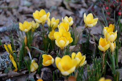 Close-up of yellow crocus flowers on field