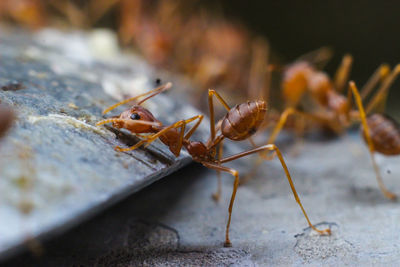 Close-up of ant