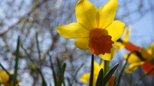 Close-up of yellow daffodil flowers