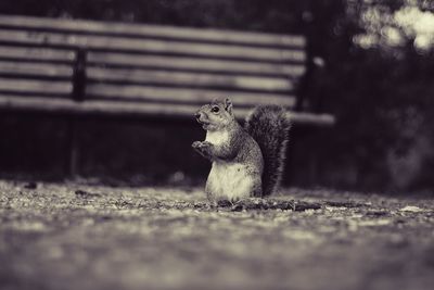 Close-up of squirrel
