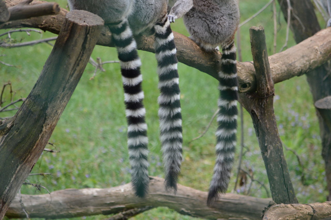 one animal, animal themes, animal wildlife, tree trunk, tree, no people, day, branch, animals in the wild, mammal, close-up, nature, outdoors, lemur