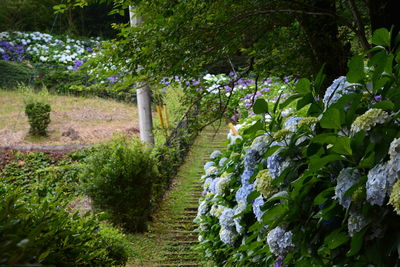 View of flowering plants in garden