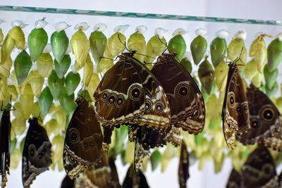 Close-up of fish tank