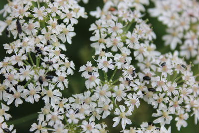 Close-up of white flowering plants