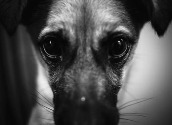 Close-up portrait of dog