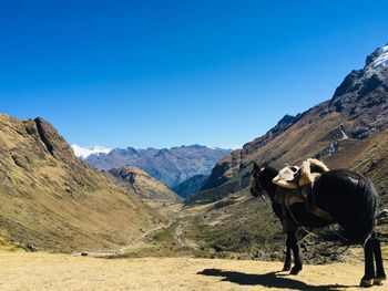 View of a horse on mountain against clear blue sky