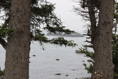 Trees by sea against sky