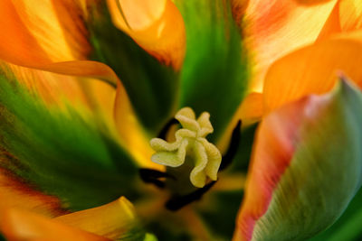 Close-up of yellow flowering plant