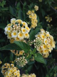 Close-up of yellow flower