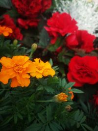 Close-up of red flowers