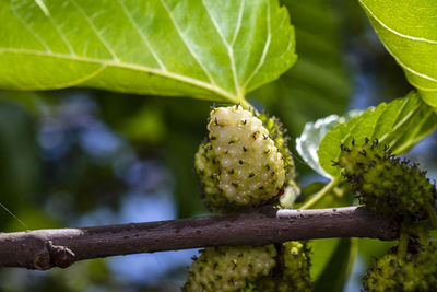 A closeup photo of  a fruiting mulberry
tree at the local nature reserve
