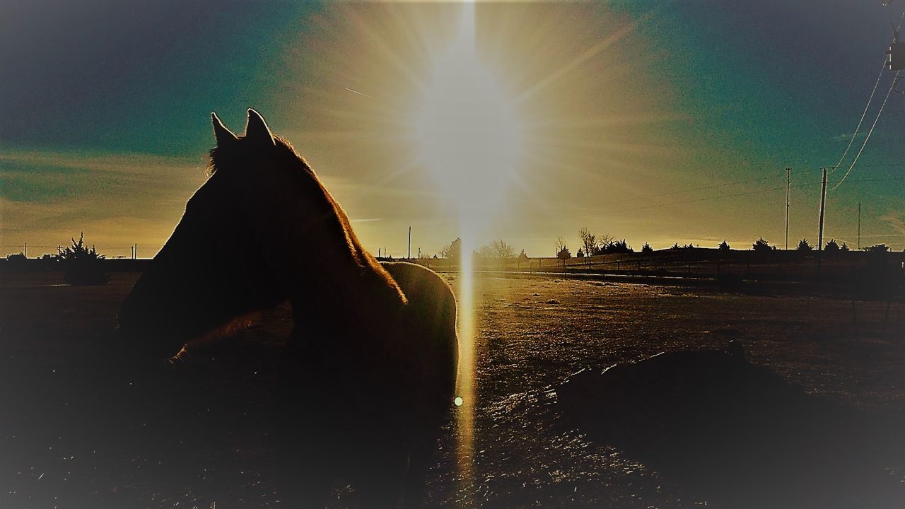 SILHOUETTE OF HORSE AGAINST SUNSET SKY