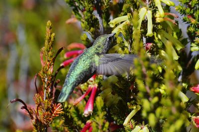 Close-up of bird on tree