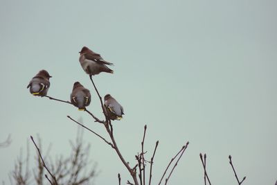 Low angle view of bird against clear sky