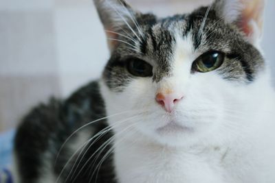 Close-up portrait of cat