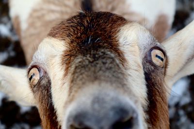 Close-up portrait of goat