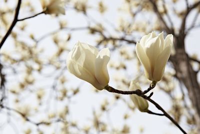 Close-up of white flowering plant