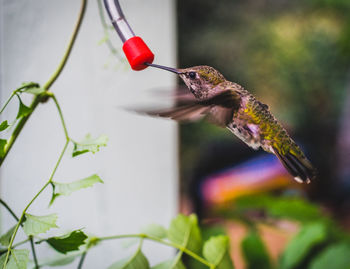 Close-up of bird hovering at feeder