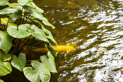 High angle view of leaves