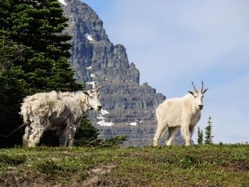 Mountain goat oreamnos americanus going-to-the-sun road logan pass glacier national park montana usa