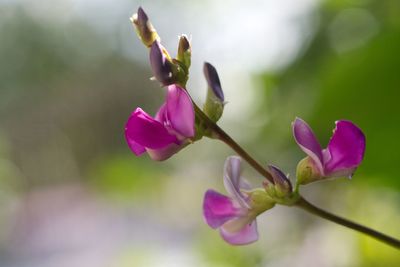 Close-up of pink flowering plant