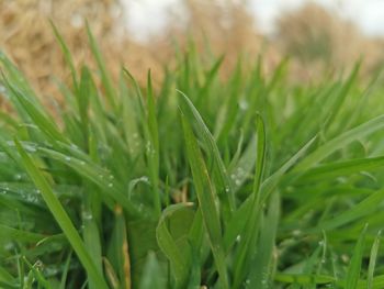 Close-up of crops growing on field