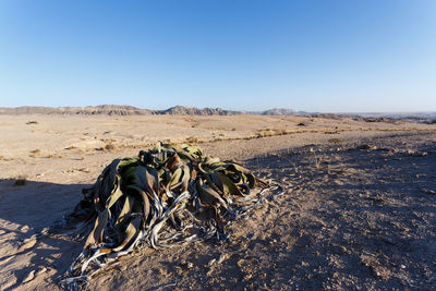 Bare tree on sand against clear sky