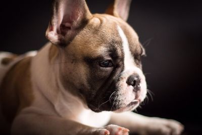 Close-up portrait of dog