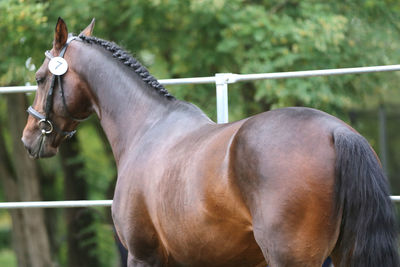 Horse standing in ranch