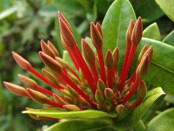 Close-up of flowers