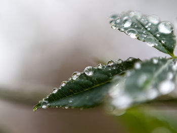Close-up of water drops on plant leaves