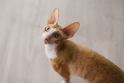 Cute ginger cat cornish rex sits on the floor and looks up carefully