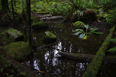 Scenic view of river in forest