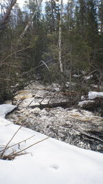 Snow covered plants and trees in forest