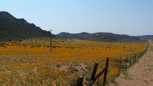 Yellow flowers on landscape against clear sky