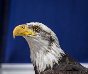 Close-up of an eagle